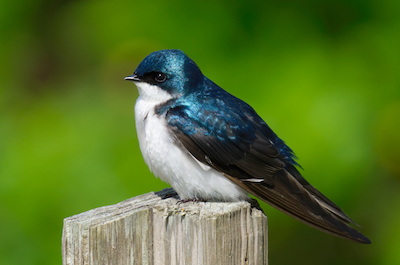 Tree Swallow